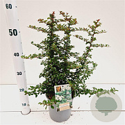 Pyracantha 'Teton' 25-30 cm 2,5L
