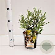 Salix helvetica 15-20 cm 2,5L