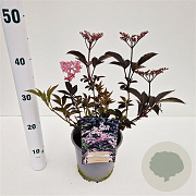 Sambucus nigra Black Beauty 30-40 cm 2,5L