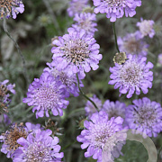 Scabiosa cauc. 'Moerheim Blue' 30-40 cm 4,0L