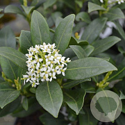 Skimmia j. 'Kew White' 20-25 cm 2,0L