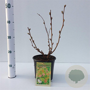 Sorbaria sorbif. 'Sem' 25-30 cm 2,5L