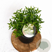 Spiraea jap. 'Albiflora' 25-30 cm 3,0L
