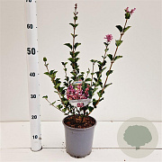 Syringa meyeri Flowerfesta Purple 30-40 cm 2,5L