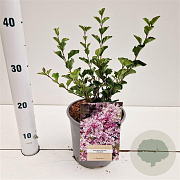 Syringa meyeri 'Palibin' 25-30 cm 2,5L