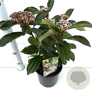 Viburnum davidii 20-30 cm 2,5L