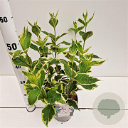 Weigela florida 'Variegata' 30-40 cm 2,5L