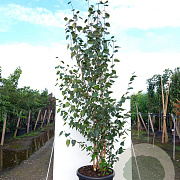 Betula utilis 'Doorenbos' 200-250 cm container meerstammig extra