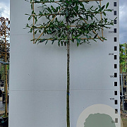 Prunus l. 'Caucasica' 10-12 HO container 180 cm stam leiboom