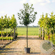 Prunus l. 'Novita' 14-16 HO container 180 cm stam
