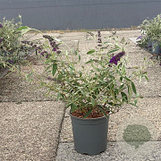 Buddleja d. 'Black Knight' 30-40 cm 6,5L