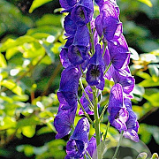 Aconitum carm. 'Arendsii' GM P9 BIO