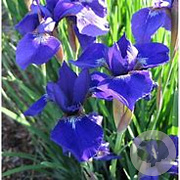 Iris sib. 'Caesar's Brother' GM P9 BIO