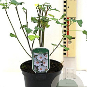 Lavatera 'Barnsley' GM P9 BIO