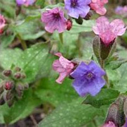 Pulmonaria s. 'Mrs Moon' GM P9 BIO