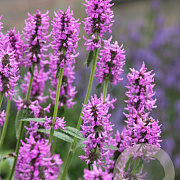 Stachys monieri 'Hummelo' GM P9 BIO