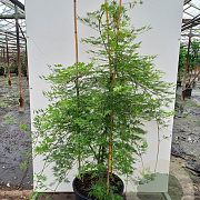 Acer pal. 'Emerald Lace' 100-125 cm 40L meerstammig