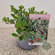 Arctostaphylos uva-ursi 15-20 cm C1.5