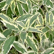 Buddleja d. 'Florence' 125-150 cm 40L struik