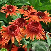 Echinacea Carrot Cake GM P9