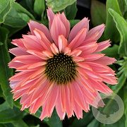 Echinacea Sunseekers Salmon GM P9