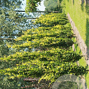 Fagus syl. 'Dawyck Gold' 125-150 cm met kluit