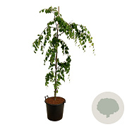 Fagus syl. 'Pendula' 125-150 cm met kluit