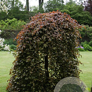Fagus syl. 'Purpurea Pendula' 125-150 cm met kluit geveerd 1/2/2 extra