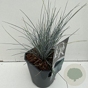 Festuca glauca 'Elijah Blue' 25-30 cm 2,0L vierkant