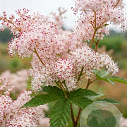 Filipendula purpurea 'Alba' GM P9