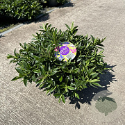 Hebe Hebepetita Blue 15 cm 5,0L compact