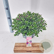 Hebe Hebepetita Pink 15 cm 5,0L compact