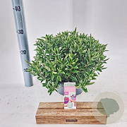 Hebe Hebepetita White 15 cm 5,0L compact