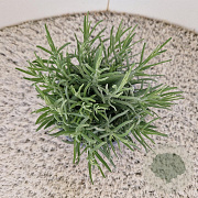 Lavandula ang. 'Munstead' 15-20 cm C1.5
