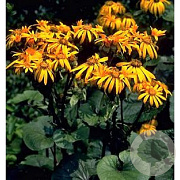 Ligularia d. 'Desdemona' GM P9