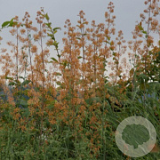 Macleaya m. 'Kelway's Coral Plume' GM P9