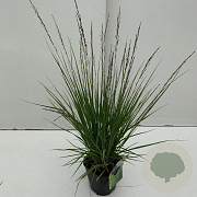 Molinia caerulea 'Edith Dudszus' 25-30 cm 2,0L vierkant