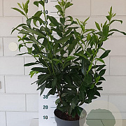 Prunus l. 'Caucasica' 80-100 cm 10L