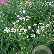 Vernonia novebor. 'White Lightning' GM P9