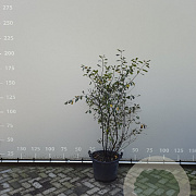 Amelanchier lamarckii 125-150 cm 35L