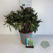 Buddleja d. B. Candy Little Pink 30-40 cm 6,5L