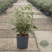 Buddleja d. 'Empire Blue' 30-40 cm 6,5L