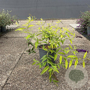 Buddleja davidii 'Magda's Gold Knight' 30-40 cm 6,5L