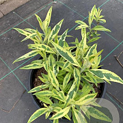Buddleja davidii 'Magda's Gold Knight' 30-40 cm 6,5L