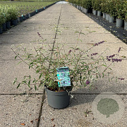 Buddleja d. 'Nanho Blue' 30-40 cm 3,5L