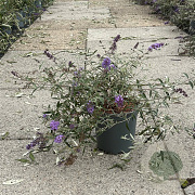 Buddleja d. 'Nanho Blue' 30-40 cm 6,5L