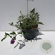 Buddleja d. 'Royal Red' 30-40 cm 3,5L
