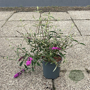 Buddleja d. 'Royal Red' 30-40 cm 6,5L