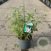 Buddleja d. 'White Profusion' 30-40 cm 3,5L