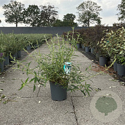Buddleja d. 'White Profusion' 30-40 cm 6,5L